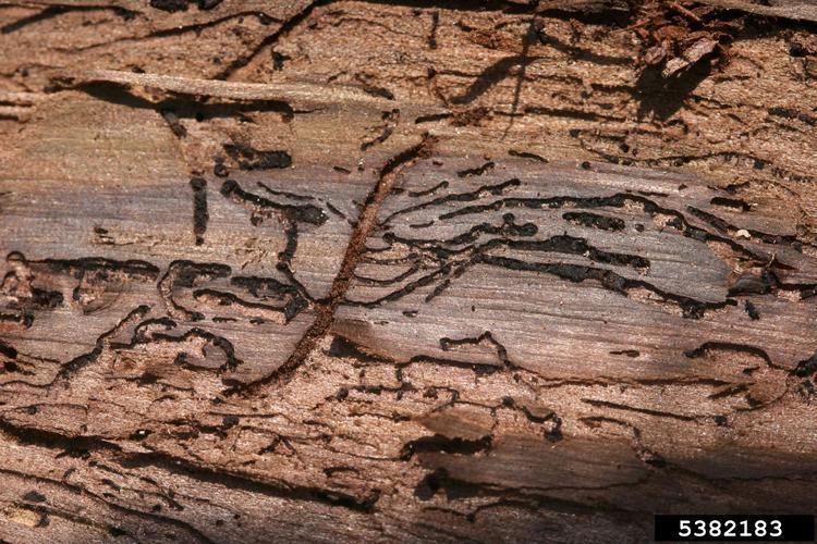 Walnut twig beetle - Alchetron, The Free Social Encyclopedia