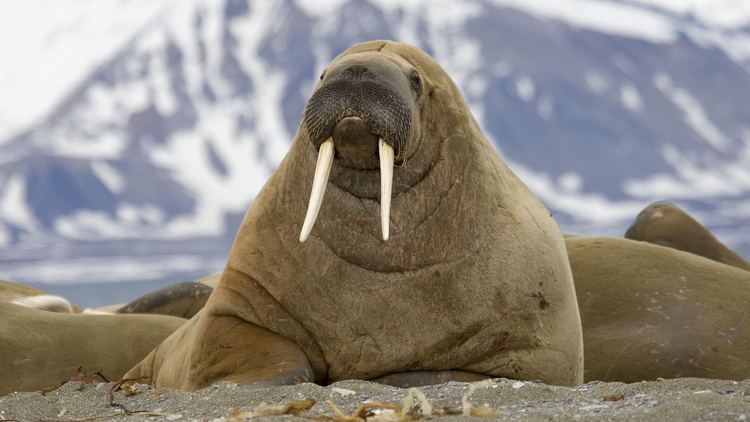 Walrus walrustusksjpg