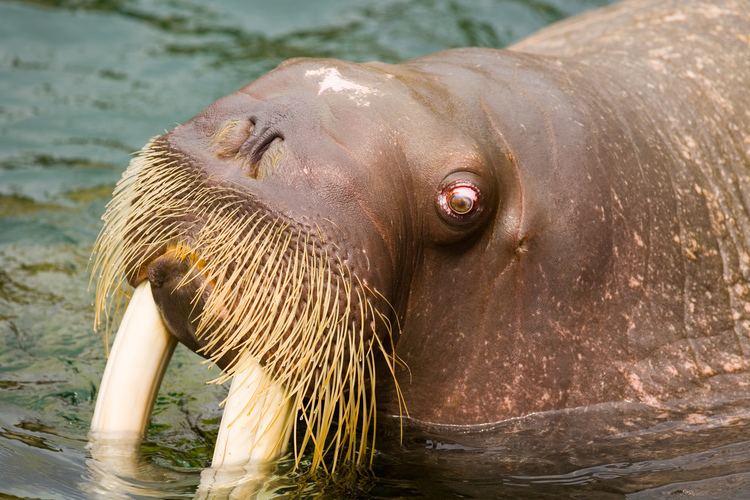 Walrus Walrus Wikipedia