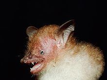 Walston's tube-nosed bat httpsuploadwikimediaorgwikipediacommonsthu
