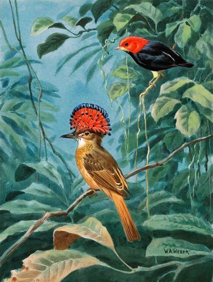 Walter A. Weber 21 best BIRDS ILLUSTRATIONS BY WALTER WEBER images on Pinterest