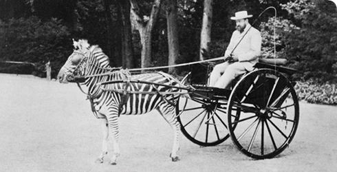 Walter Rothschild, 2nd Baron Rothschild Two Nerdy History Girls Lord Rothschilds Zebras