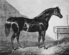 Walton (horse) httpsuploadwikimediaorgwikipediacommonsthu