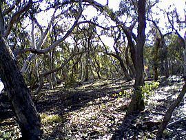 Wamboin, New South Wales httpsuploadwikimediaorgwikipediaenthumb0