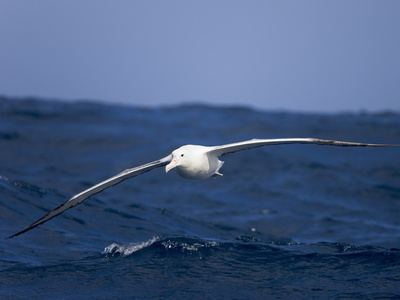Wandering albatross Wandering Alabatross Antarctica fact file birds
