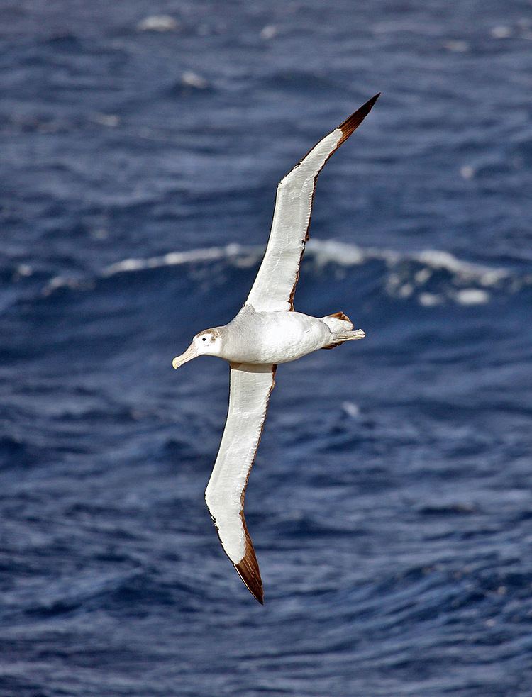 Wandering albatross wwwcoolantarcticacomAntarctica20fact20filewi