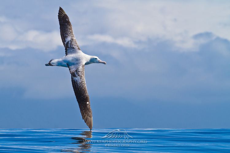 Wandering albatross Wandering albatross