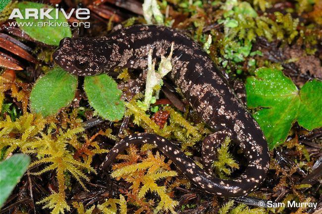 Wandering salamander Wandering salamander videos photos and facts Aneides vagrans ARKive