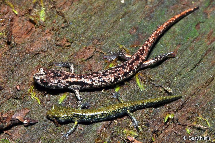 Wandering salamander Wandering Salamander Aneides vagrans