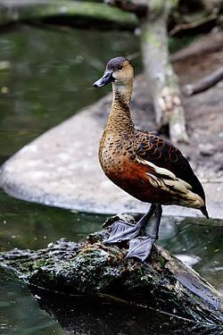 Wandering whistling duck httpsuploadwikimediaorgwikipediacommonsthu