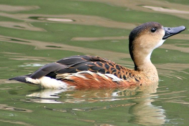 Wandering whistling duck Wandering Whistling Ducks Purely Poultry