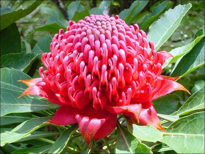 Waratah Waratah Wallpapers HD Cute