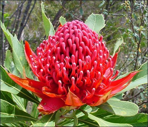 Waratah Flora Waratah Telopea speciosissima