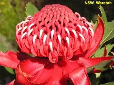 Waratah tbwaratahpa100124jpg