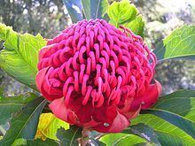 Waratah httpsuploadwikimediaorgwikipediacommonsthu