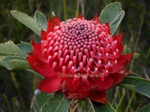 Waratah Flowers for Healing Waratah Flower Essence