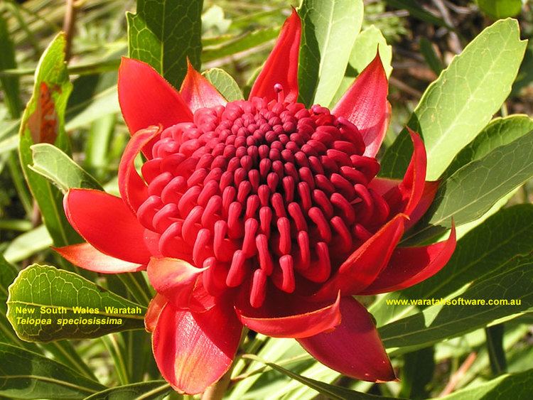 Waratah Waratah