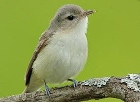 Warbling vireo Warbling Vireo Identification All About Birds Cornell Lab of