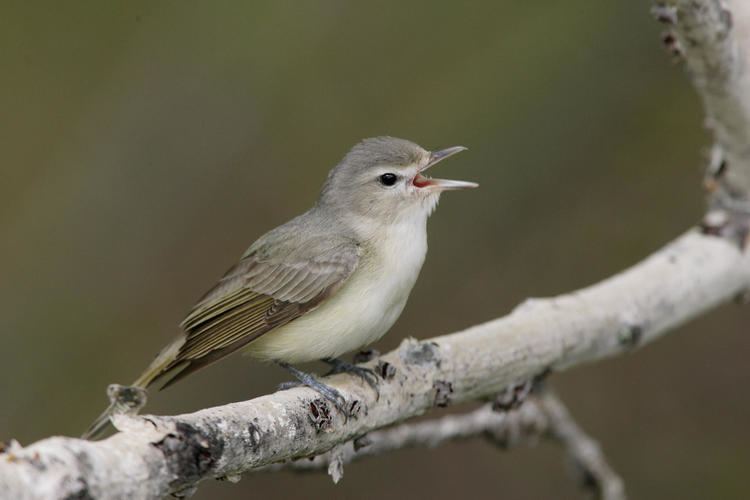 Warbling vireo Warbling Vireo Audubon Field Guide