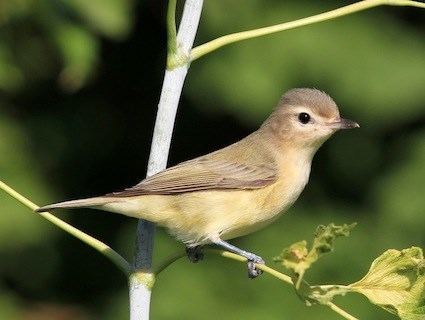 Warbling vireo Warbling Vireo Identification All About Birds Cornell Lab of