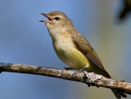 Warbling vireo Warbling Vireo Identification All About Birds Cornell Lab of