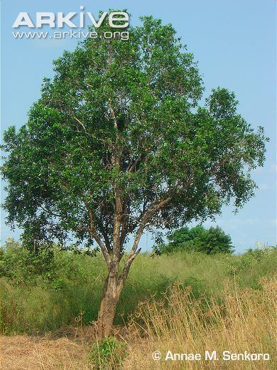 Warburgia salutaris Pepper bark tree videos photos and facts Warburgia salutaris ARKive