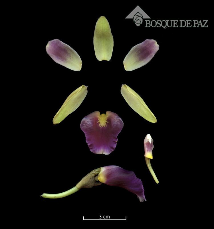 Warczewiczella discolor Orchid Flora Bosque de Paz Biological Reserve