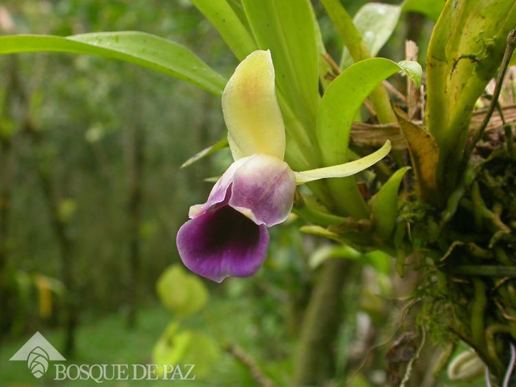 Warczewiczella discolor Orchid Flora Bosque de Paz Biological Reserve