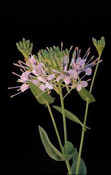 Warea amplexifolia httpsuploadwikimediaorgwikipediacommonsthu