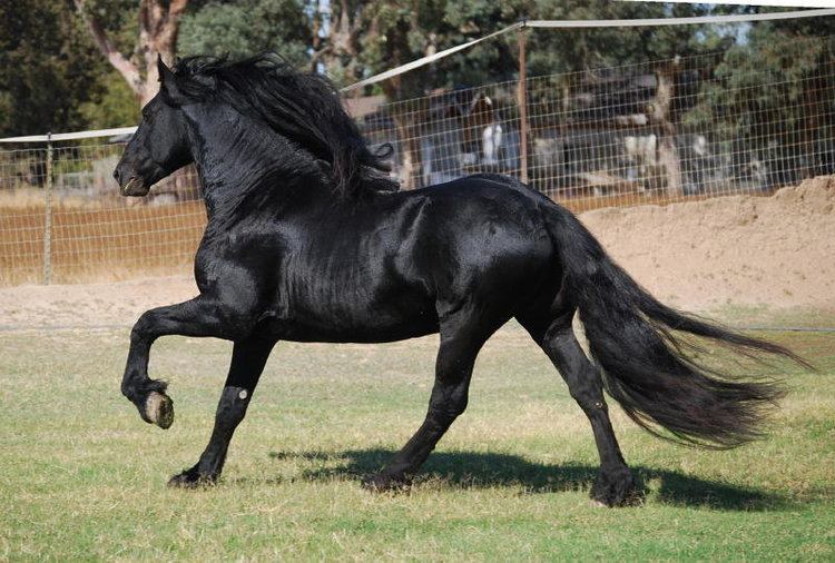 Warlander Abacus Farms Friesian Sporthorses Warlanders and Andalusians in color