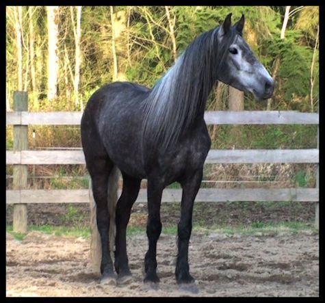 Warlander IMMORTAL FARMS AndalusianFriesian Gypsy Cob Warlander