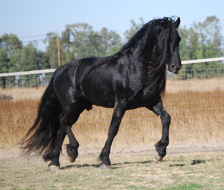 Warlander Abacus Farms Friesian Sporthorses Warlanders and Andalusians in color