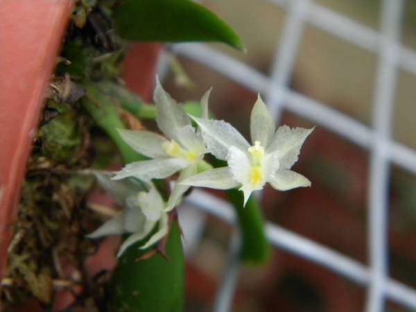 Warmingia zamorensis Warmingia Mundiflora Cuenca Ecuador