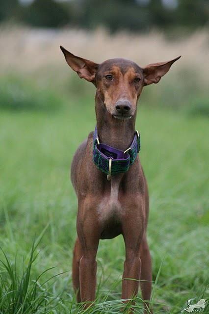 Warren Hound Top 25 ideas about Podencos on Pinterest Portrait Puppys and Ears