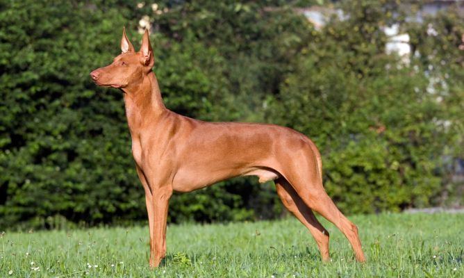 Warren Hound 17 Best images about Podenco on Pinterest Kung fu Portrait and