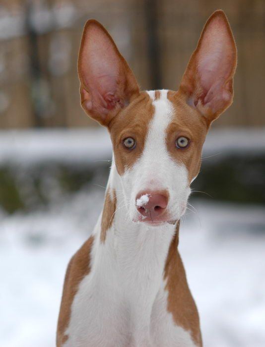 Warren Hound 17 Best images about Podenco on Pinterest Hunting dogs Pharaoh