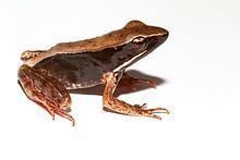 Warszewitsch's frog httpsuploadwikimediaorgwikipediacommonsthu