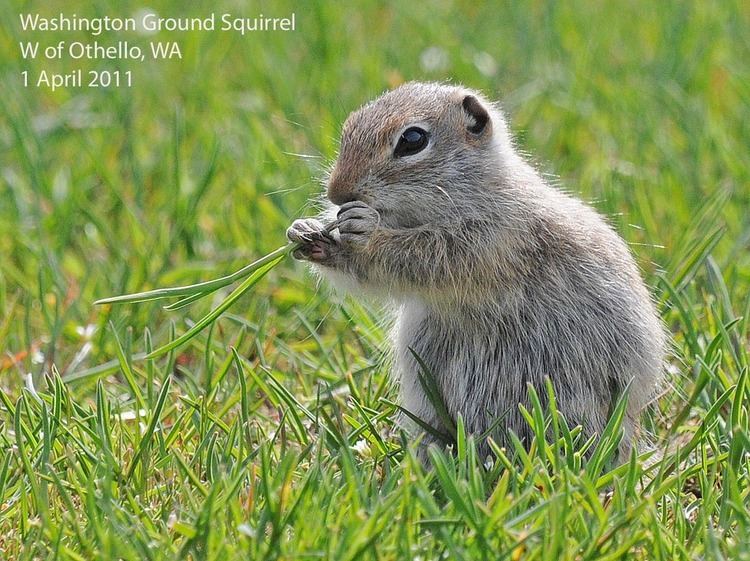 Washington ground squirrel Northwest Nature Notes SPRING IS THE TIME FOR GROUND SQUIRRELS