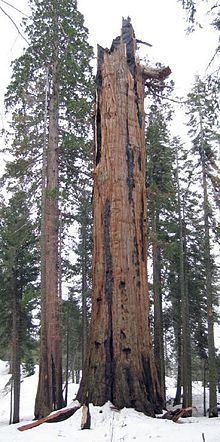 Washington (tree) httpsuploadwikimediaorgwikipediacommonsthu