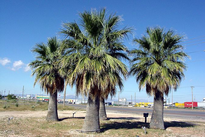 Washingtonia Washingtonia filifera Palmpedia Palm Growers Guide