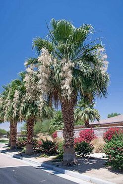 Washingtonia filibusta Washingtonia filibusta Palmpedia Palm Growers Guide