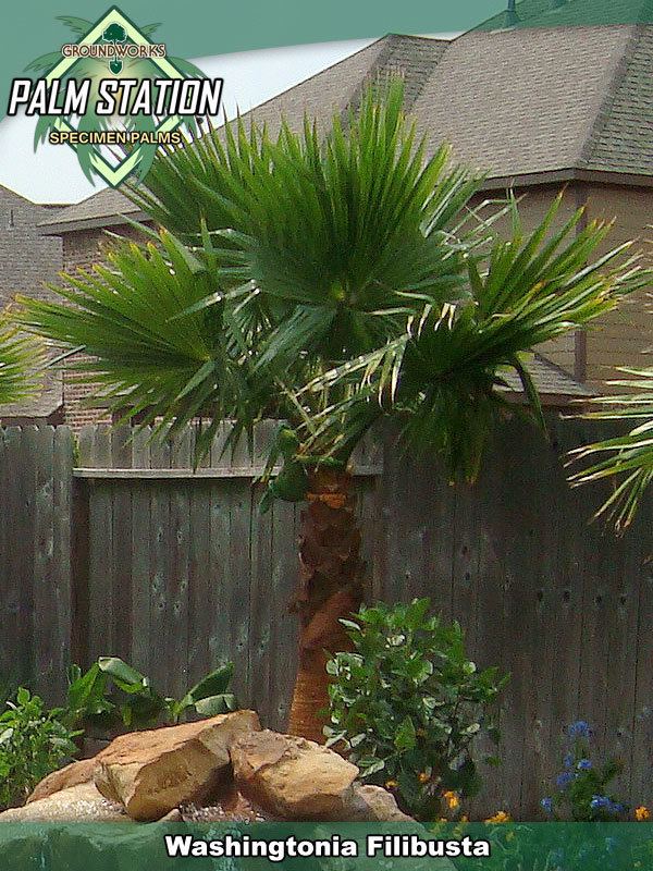 Washingtonia filibusta Washingtonia Filibusta Groundworks Palm Station