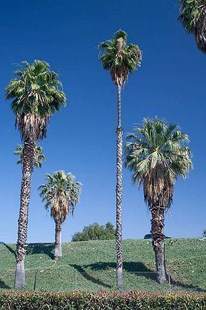 Washingtonia filibusta Washingtonia filibusta Palmpedia Palm Growers Guide