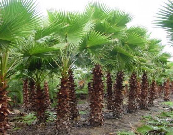 Washingtonia filifera Filifera Palm