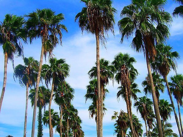 Washingtonia robusta Washingtonia robusta Palmpedia Palm Growers Guide