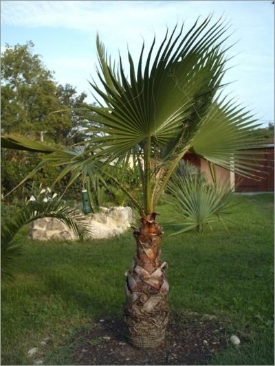 Washingtonia robusta 27 best ideas about Washingtonia Robusta Palm on Pinterest Trees
