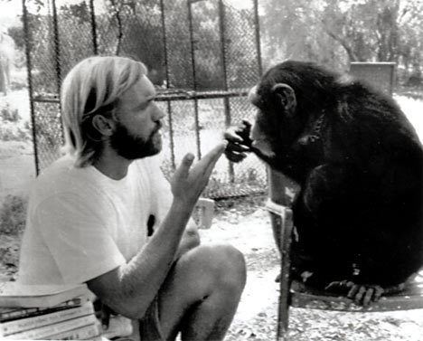 Washoe (chimpanzee) Washoe the speaking chimp dies aged 42 Daily Mail Online