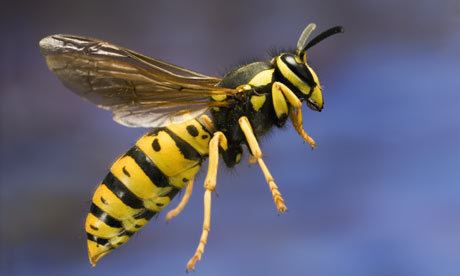 Wasp Fun Wasp Facts