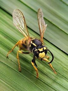 Wasp Wasp Wikipedia