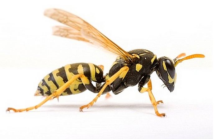 Wasp Its time for the talk the wasps and the bees It is Alive in the Lab